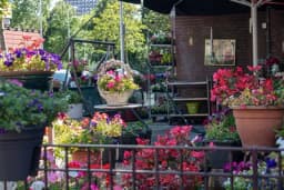 BILJKE KOJE VOLE SUNČANU TERASU - Ne zna se koja je ljepša, a cvjetaće vam kao lude