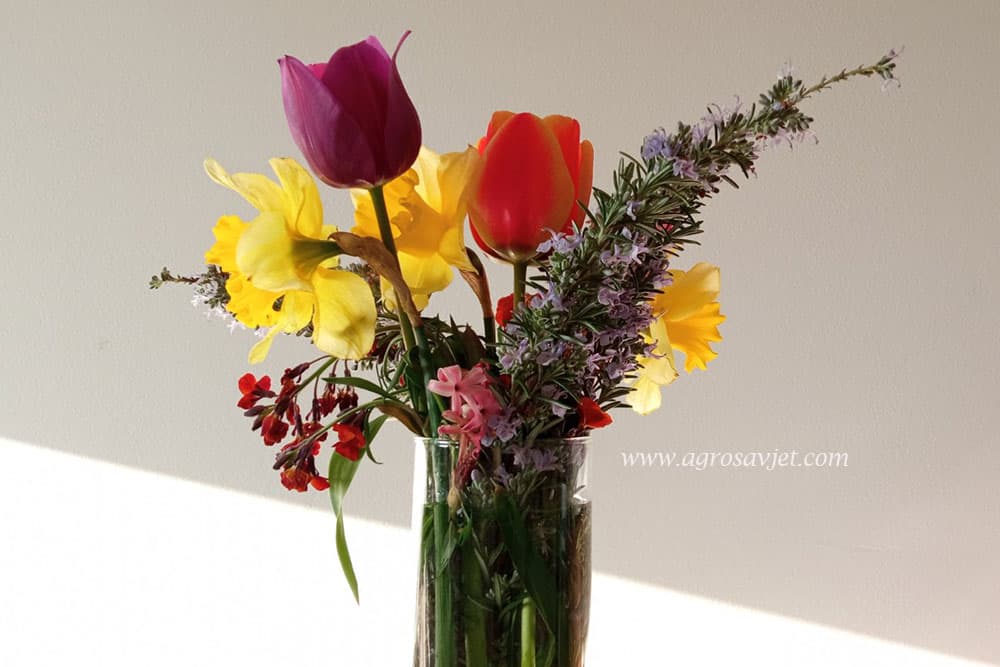 cvijeće u vazi