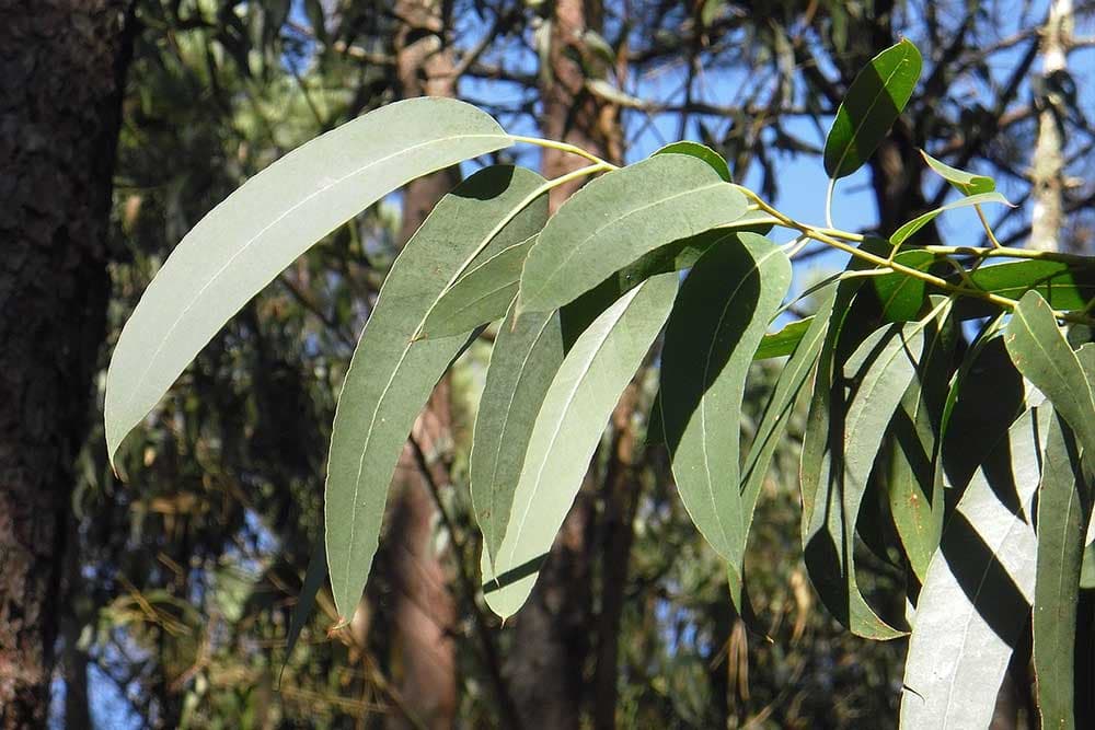 Pet prekrasnih vrsta drveća koje najbrže rastu