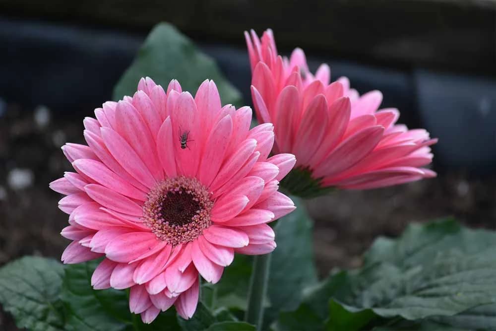 gerberi