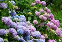 Njega hortenzija zimi: Ne pravite ovu grešku u novembru, ostaćete bez cvijeća sljedeće godine