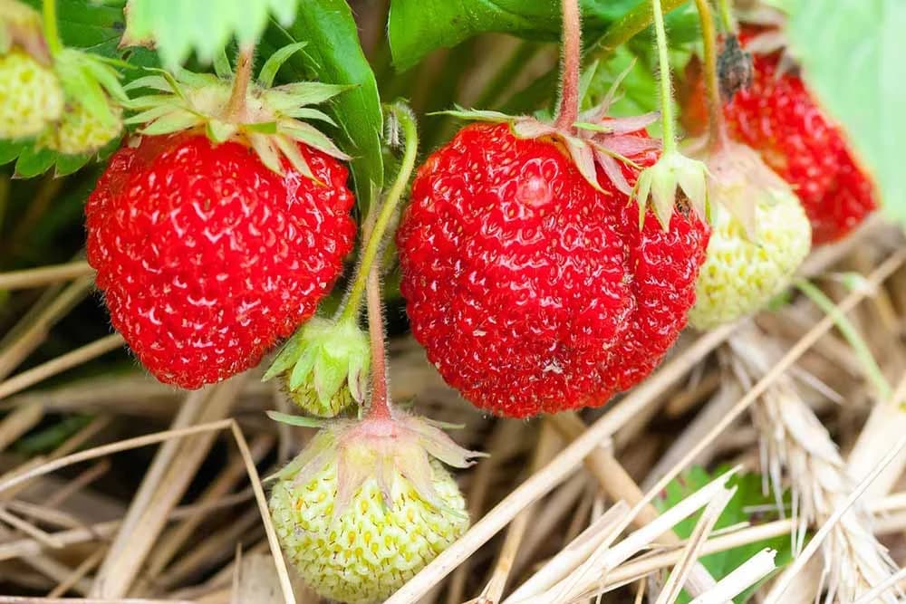 jagode