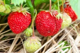 Kako da produžite berbu jagoda i zaradite više?