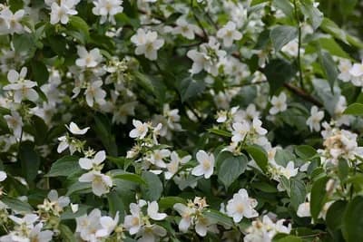Kako se njeguje i održava JASMIN, cvijet divnog mirisa