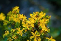 Zabranjeno sakupljanje osam vrsta biljaka i životinja u Srbiji