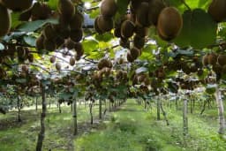 Za šljive svi znamo, ali ovo južno voće može biti efikasniji diuretik