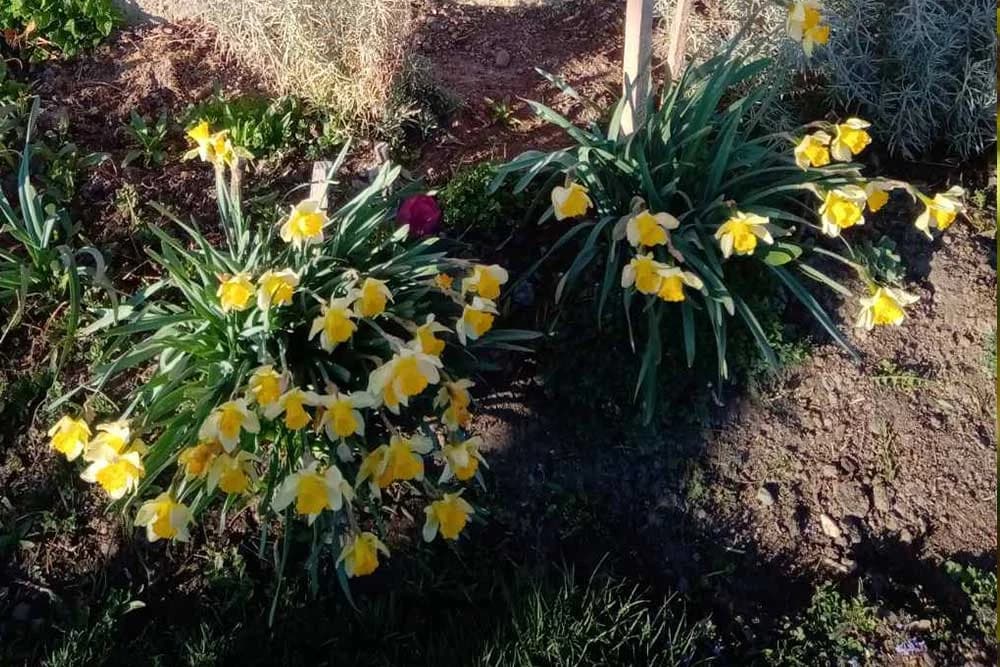 narcisi