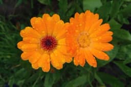 Ukras jesenjeg dvorišta: Cvijeće koje se sije krajem ljeta