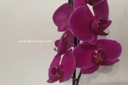 Ne bacajte orhideje koje su se osušile - Uz ovaj trik možete da ih spasete /VIDEO/