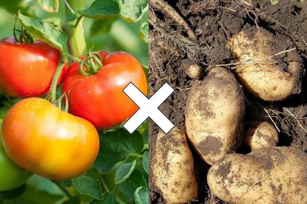 paradajz i krompir