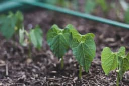 Prinos PASULJA zavisi od pravilnog sklopa sjetve