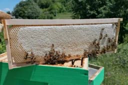 Spojili struku i nauku i uspješno idu kroz svijet pčela