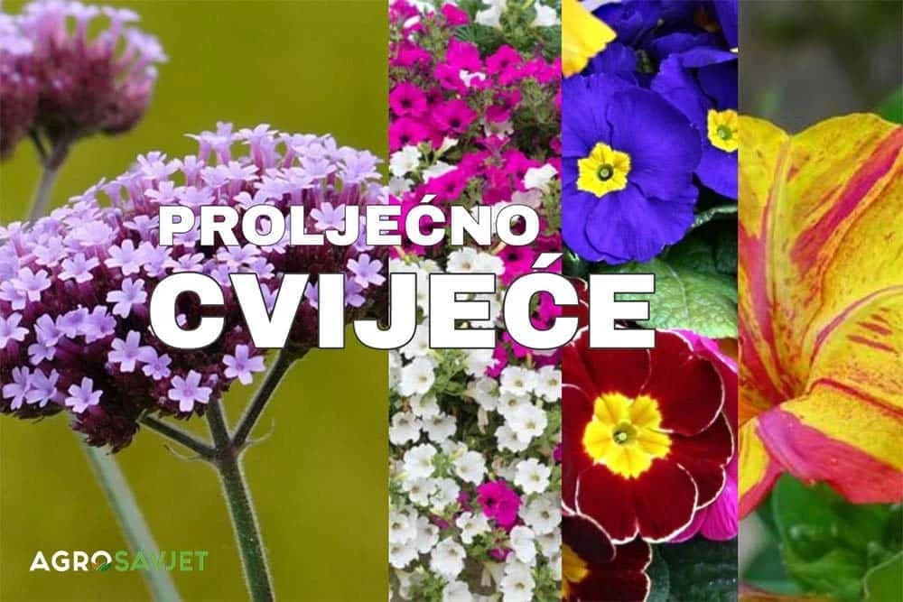 proljećno cvijeće