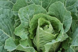 RAŠTAN - Ne treba mu hemija, samo zalivanje