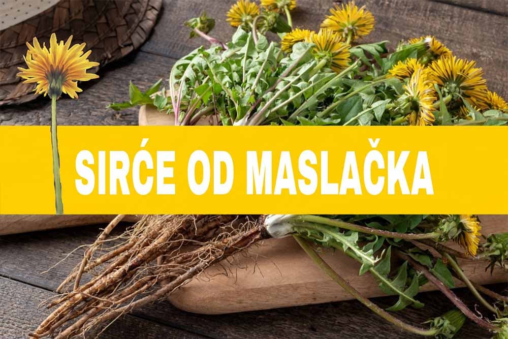 sirće od maslačka