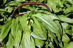 Proljećna berba s rizikom: Srijemuš i njegov smrtonosni dvojnik