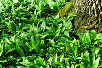 Pesto od srijemuša: Sos od najzdravije proljećne biljke