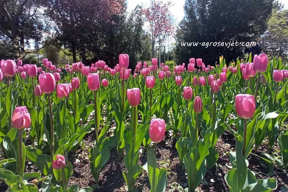 tulipani