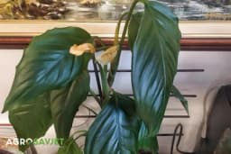 3 stvari koje treba da uradite ako vaša biljka počne da vene