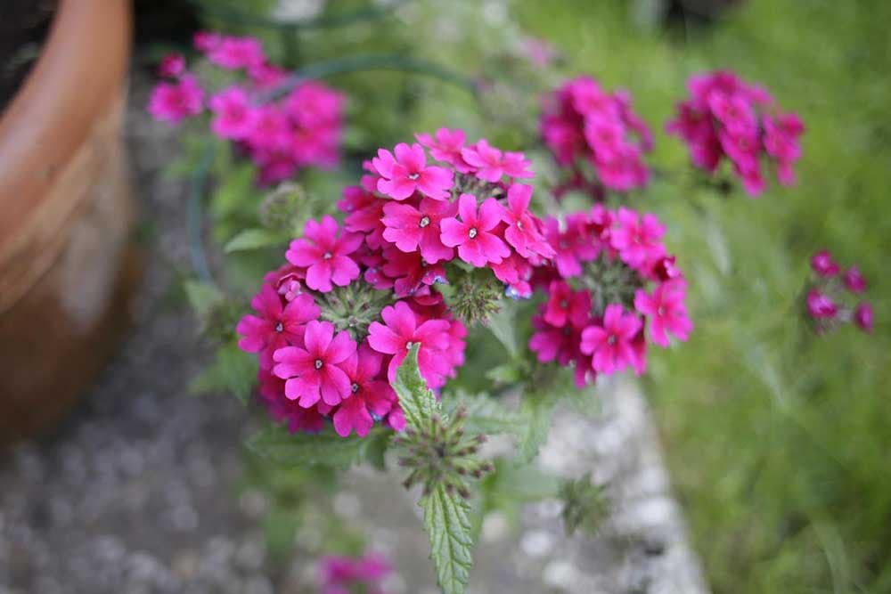 verbena
