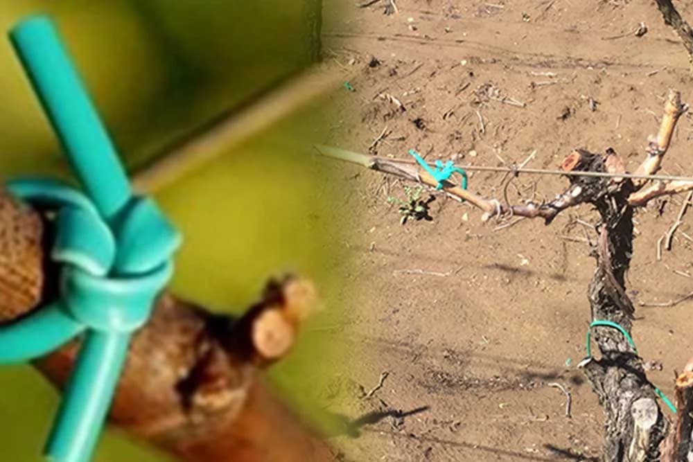 kako ispravno vezati voćke i vinovu lozu