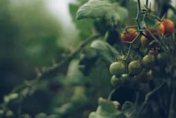 Bolesti paradajza - Prepoznajte bolesti na plodovima, listovima, korijenu i stabljici