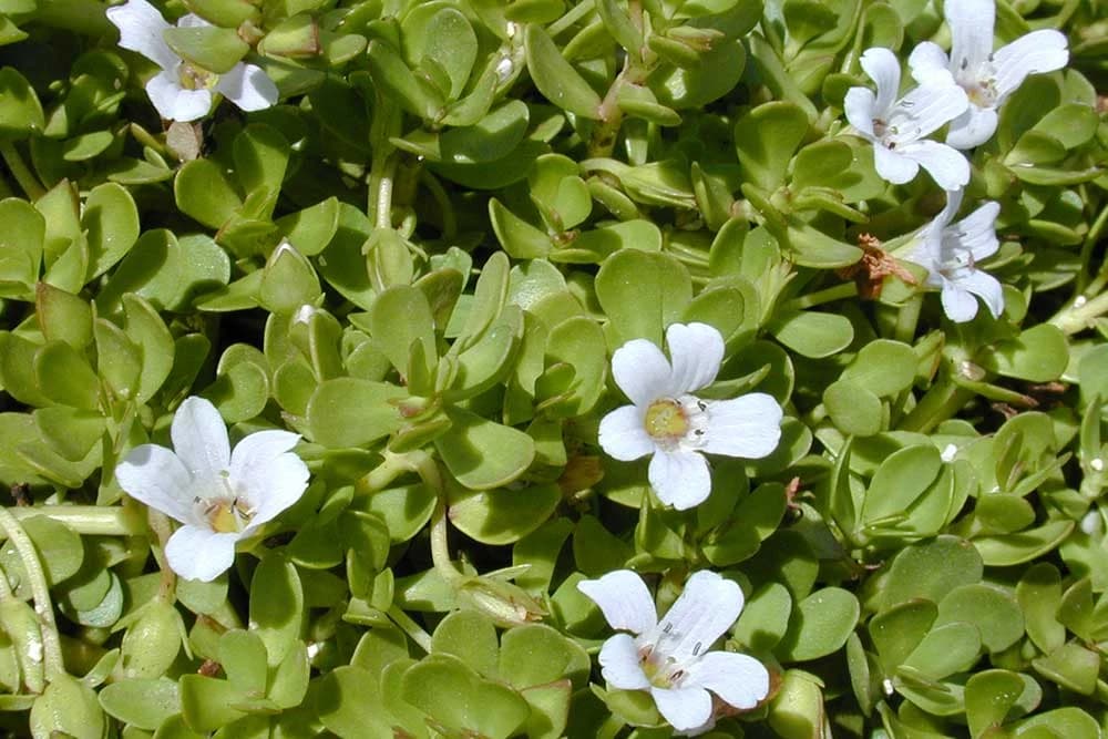 brahmi