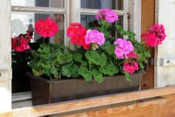 Obratite pažnju na kojoj strani vam se nalazi terasa - Od toga zavisi kakve će vam biti muškatle