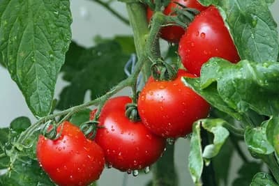 7 vrtlarskih trikova kako dobiti više paradajza na svakoj stabljici