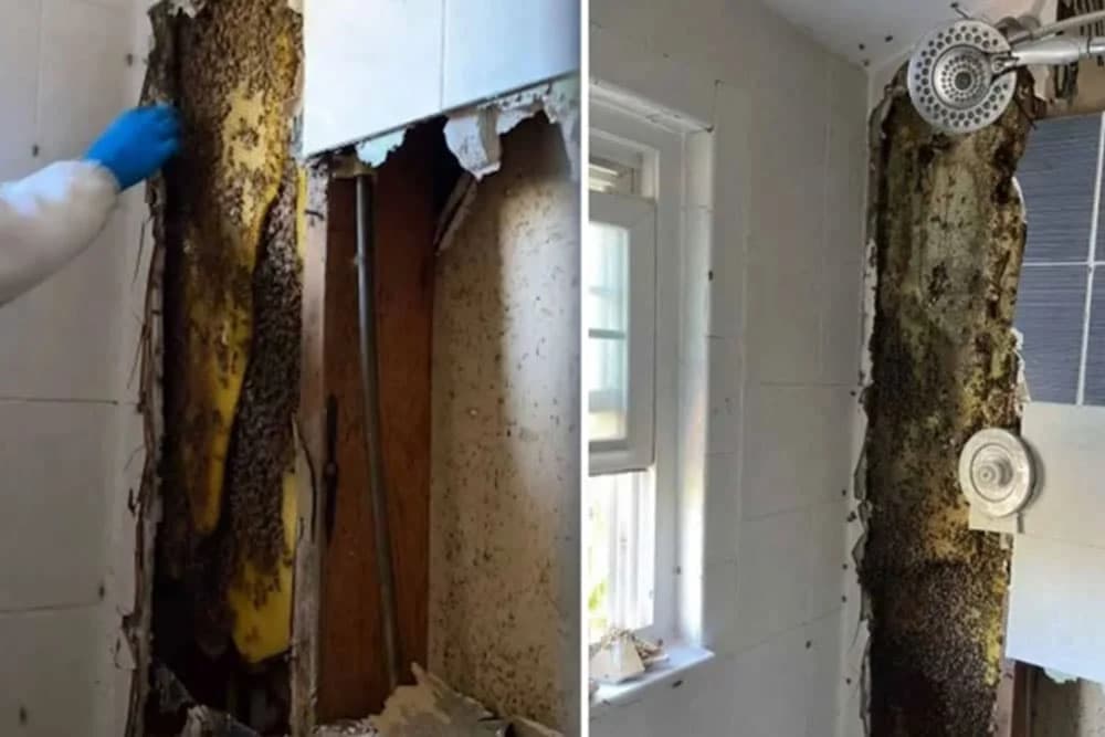 U zidu kupatila pronašli najmanje 80.000 pčela i oko 50 kilograma meda