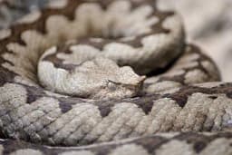 Kako se pravi serum protiv zmijskog otrova i šta ako vas ujede zmija?