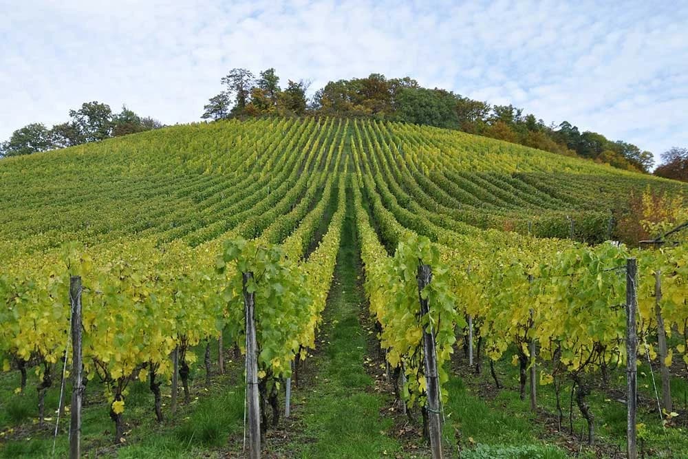 vinograd