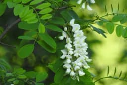 Sadnja i razmnožavanje bagrema