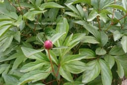 Problem zbog kog božuri nikako da procvetaju iako su puni pupoljaka