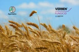 VERBEN - Novi fungicid za zaštitu žitarica od bolesti