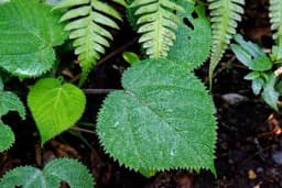 Gimpi gimpi - Ubod ove biljke je najgori osjećaj bola koji možete da zamislite