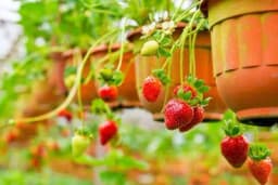 Kako uzgojiti JAGODE MJESEČARKE u visećim saksijama?