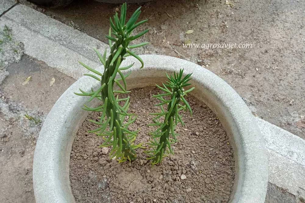 Austrocylindropuntia subulata