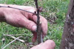 Kalemljenje voćaka na „procjep“ daje dobre rezultate