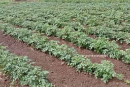 Štetočine koje smanjuju prinos krompira i odgovarajuća zaštita