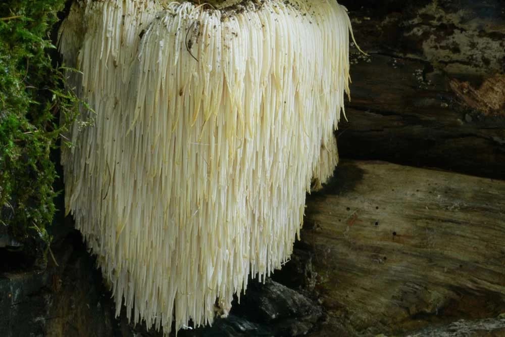lavlja griva