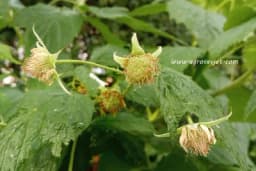 Uklanjanje prvih serija mladih izdanaka maline