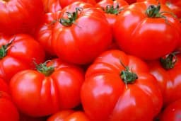 Budućnost hrane - Naučnici genetski modifikovali paradajz kako bi bio bogatiji vitaminom D