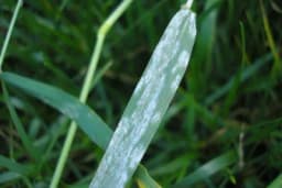 Pepelnica strnih žita