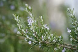 Biljka koju imate u bašti pomaže kod ćelavosti - Kako se ruzmarin koristi za zdravu i bujnu kosu?