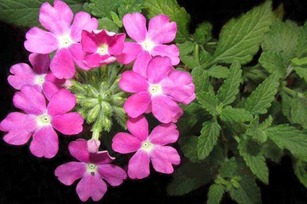 verbena