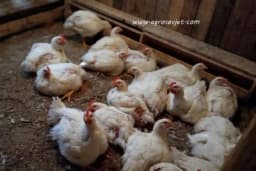 Koliko su bitni proteini u hranivima za živinu?