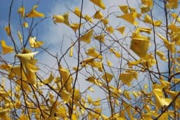 ŽUTA TRAKA rješava VELIKI PROBLEM koji muči sve biljke - Vežite je u bašti i uživajte u rezultatima