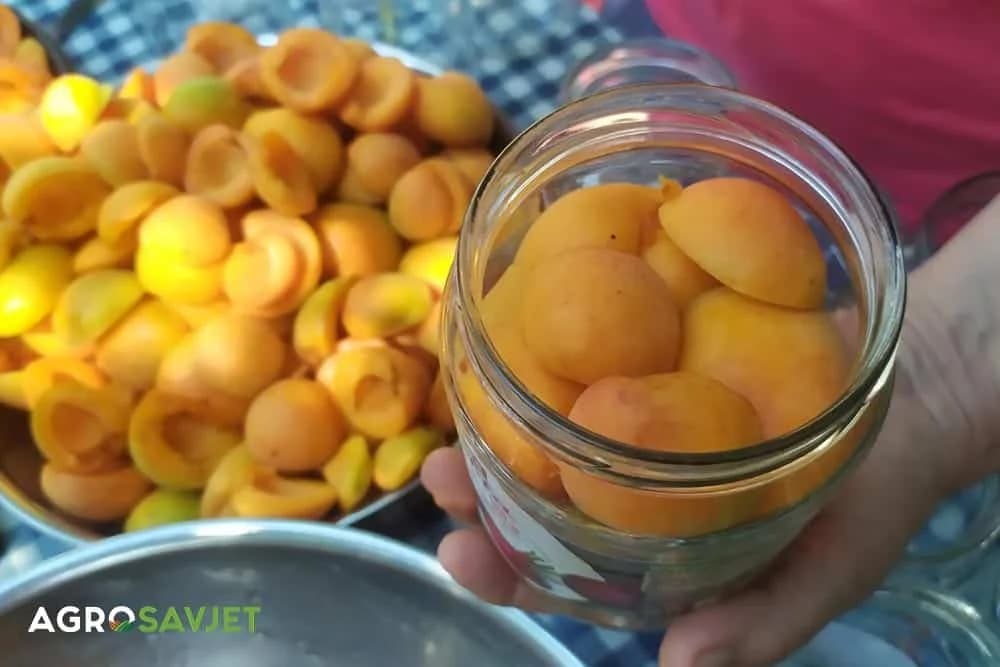 kompot od kajsija