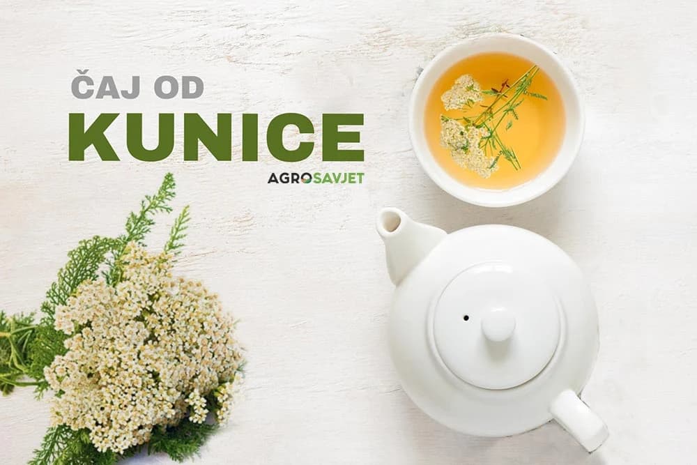 čaj od kunice